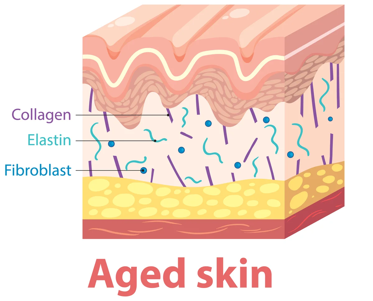How Exosomes Stimulate Collagen Production for Anti-Aging